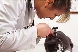 Veterinary Technician Degree